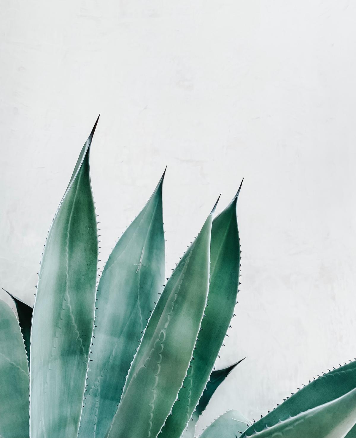 A photo of an aloe plant with thick fleshy leaves, showcasing its desert origin and water-storage capabilities