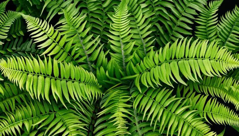 Boston Fern