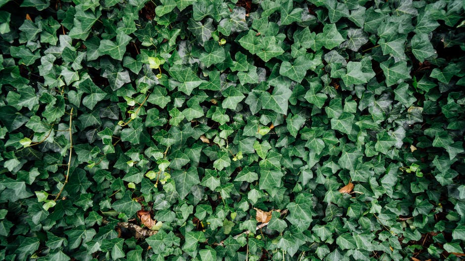 Image of a person considering different factors for choosing a hedge, such as climate, sun exposure, soil conditions, and personal preferences