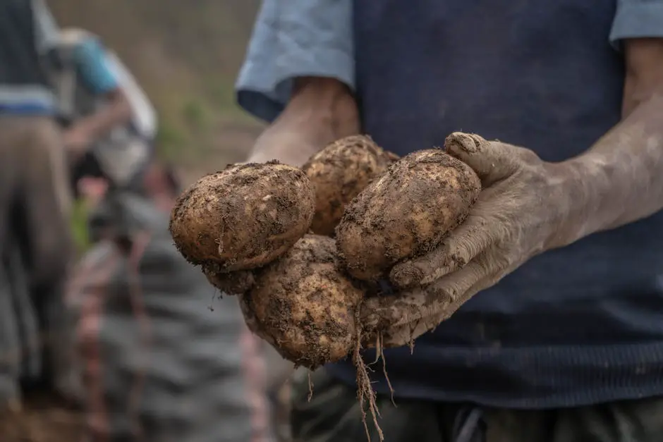 A person holding freshly harvested potatoes in their hands.
