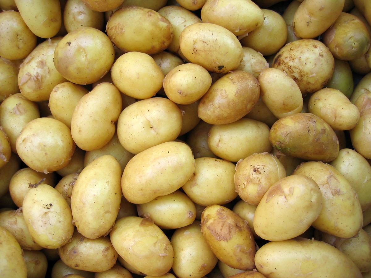 Illustration of the life cycle of a potato, from sprouting to maturing and harvesting