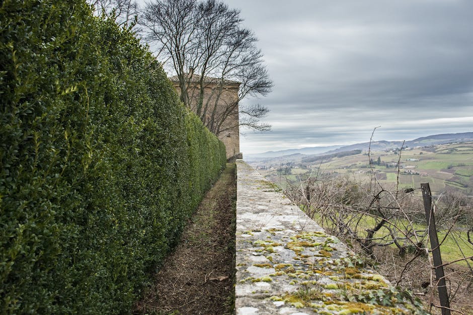 Image of a lush green privacy hedge in a backyard, providing a natural screen and aesthetic appeal to the property.