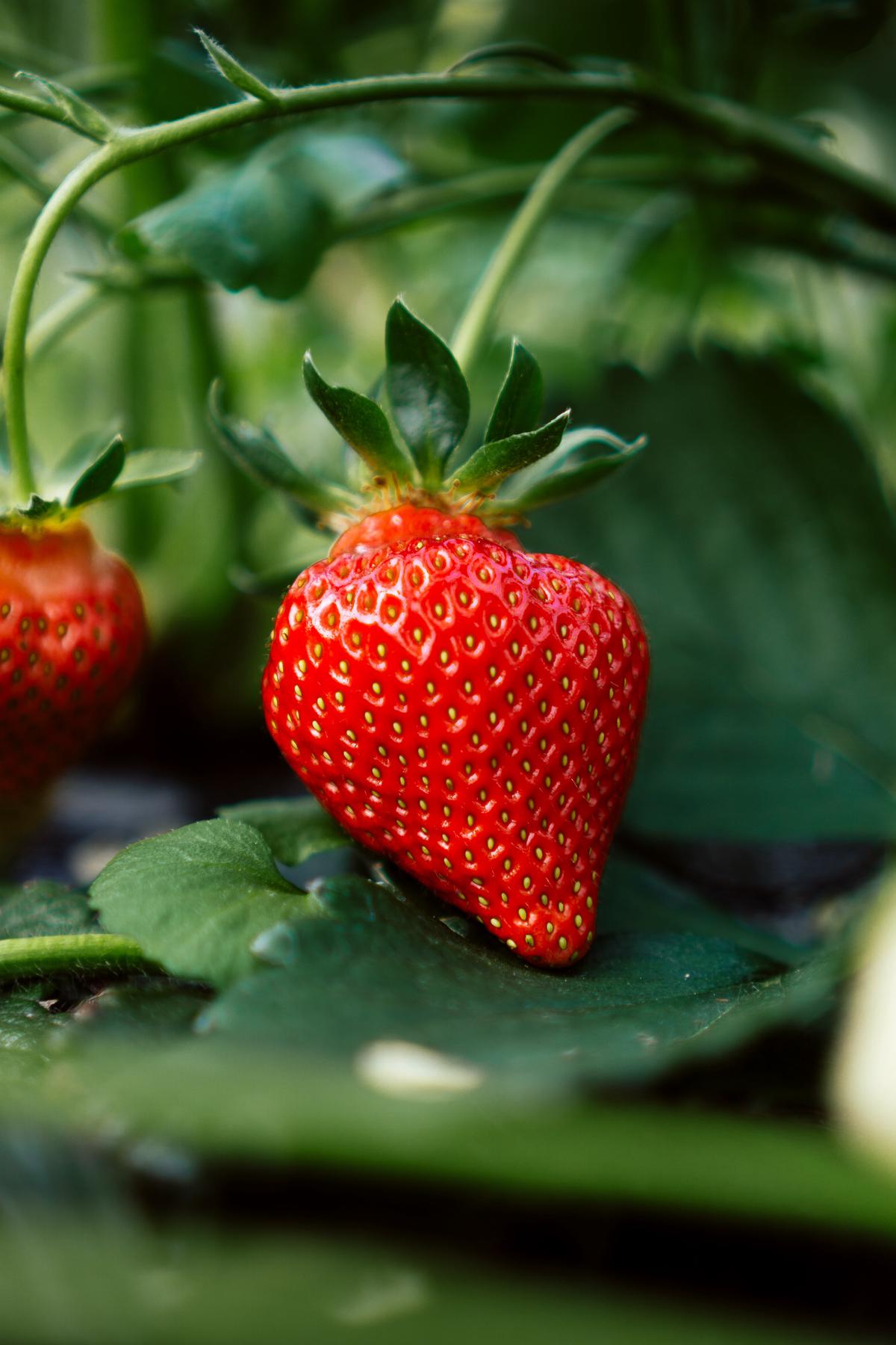 Image illustrating the botanical view of a strawberry as an accessory fruit.