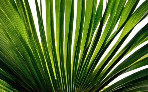 Grow a Traveler Palm: Family-Friendly GuideDirtgreen.com - Everything Around The Yard