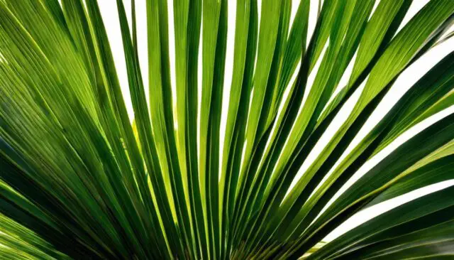 Dirtgreen.com - Everything Around The YardGrow a Traveler Palm: Family-Friendly Guide