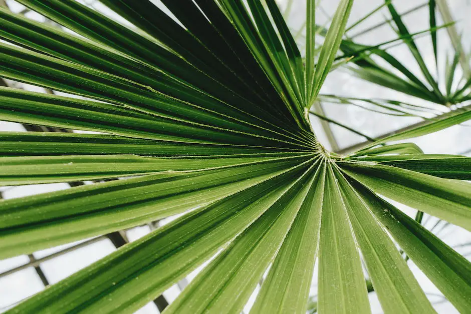A beautiful image of a Traveler Palm with its fan-shaped leaves reaching towards the sky